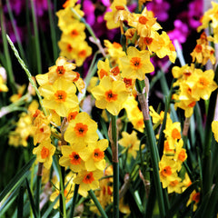 Narcissus Gulf Coast Daffodil Collection Bulbs Blooms Species Growing Bonsai Roots Rhizomes Corms Tubers Potted Planting Reblooming Fragrant Garden Flower Seeds Plant
