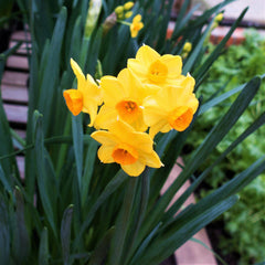Narcissus Grand Soleil d'Or Daffodil Bulbs Blooms Species Growing Bonsai Roots Rhizomes Corms Tubers Potted Planting Reblooming Fragrant Garden Flower Seeds Plant