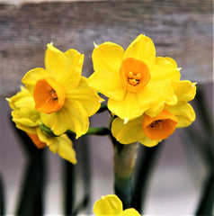 Narcissus Gulf Coast Daffodil Collection Bulbs Blooms Species Growing Bonsai Roots Rhizomes Corms Tubers Potted Planting Reblooming Fragrant Garden Flower Seeds Plant