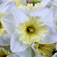 Narcissus Ice Follies Daffodil Bulbs Blooms Species Growing Bonsai Roots Rhizomes Corms Tubers Potted Planting Reblooming Fragrant Garden Flower Seeds Plant