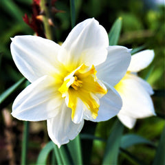 Narcissus Lemon Beauty Daffodil Bulbs Blooms Species Growing Bonsai Roots Rhizomes Corms Tubers Potted Planting Reblooming Fragrant Garden Flower Seeds Plant