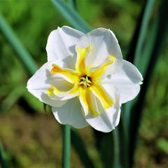 Narcissus Lemon Beauty Daffodil Bulbs Blooms Species Growing Bonsai Roots Rhizomes Corms Tubers Potted Planting Reblooming Fragrant Garden Flower Seeds Plant