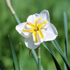 Narcissus Lemon Beauty Daffodil Bulbs Blooms Species Growing Bonsai Roots Rhizomes Corms Tubers Potted Planting Reblooming Fragrant Garden Flower Seeds Plant