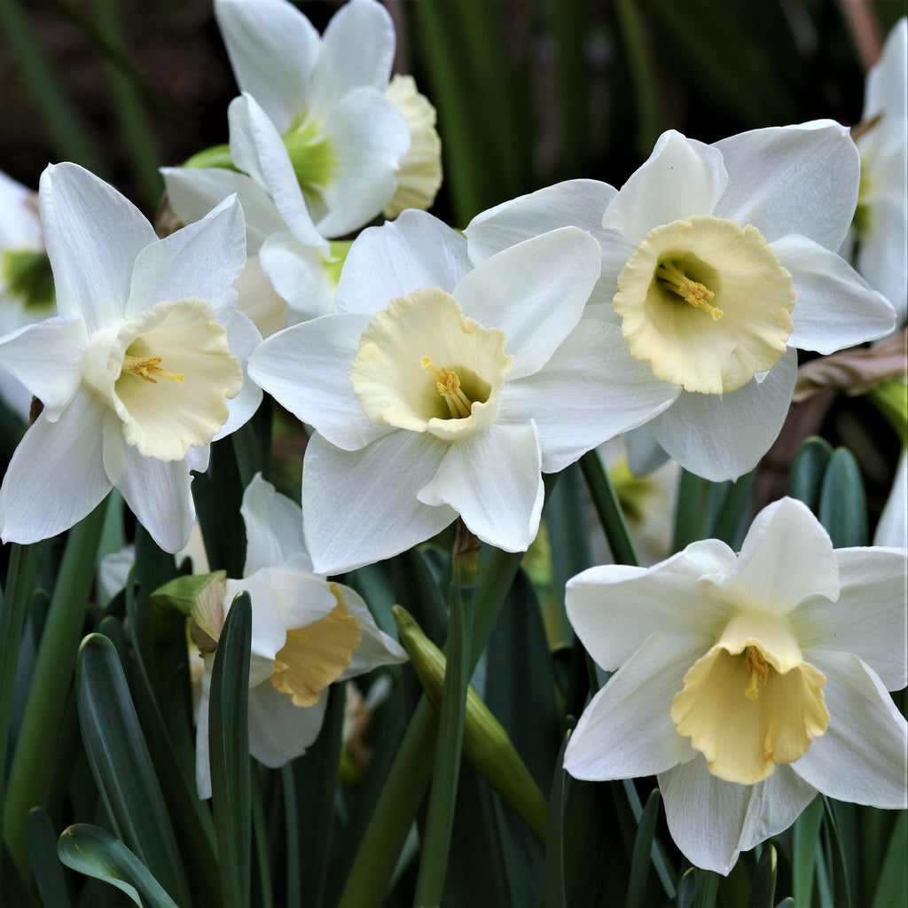 Mount Hood Daffodil Narcissus Bulbs Blooms Species Growing Bonsai Roots Rhizomes Corms Tubers Potted Planting Reblooming Fragrant Garden Flower Seeds Plant