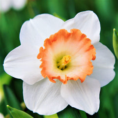 Narcissus Daffodil Pretty in Pink Mix Bulbs Blooms Species Growing Bonsai Roots Rhizomes Corms Tubers Potted Planting Reblooming Fragrant Garden Flower Seeds Plant