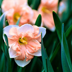 Narcissus Daffodil Pretty in Pink Mix Bulbs Blooms Species Growing Bonsai Roots Rhizomes Corms Tubers Potted Planting Reblooming Fragrant Garden Flower Seeds Plant