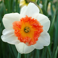 Precocious Daffodil Narcissus Bulbs Blooms Species Growing Bonsai Roots Rhizomes Corms Tubers Potted Planting Reblooming Fragrant Garden Flower Seeds Plant