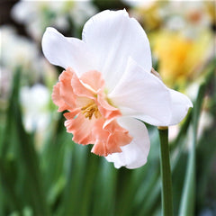 Precocious Daffodil Narcissus Bulbs Blooms Species Growing Bonsai Roots Rhizomes Corms Tubers Potted Planting Reblooming Fragrant Garden Flower Seeds Plant
