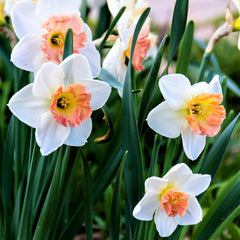 Precocious Daffodil Narcissus Bulbs Blooms Species Growing Bonsai Roots Rhizomes Corms Tubers Potted Planting Reblooming Fragrant Garden Flower Seeds Plant