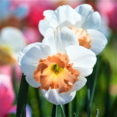 Precocious Daffodil Narcissus Bulbs Blooms Species Growing Bonsai Roots Rhizomes Corms Tubers Potted Planting Reblooming Fragrant Garden Flower Seeds Plant