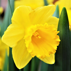 Narcissus Quail Daffodil Bulbs Blooms Species Growing Bonsai Roots Rhizomes Corms Tubers Potted Planting Reblooming Fragrant Garden Flower Seeds Plant