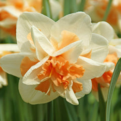 Narcissus Daffodil Spring Long Blooming Mix Bulbs Blooms Species Growing Bonsai Roots Rhizomes Corms Tubers Potted Planting Reblooming Fragrant Garden Flower Seeds Plant