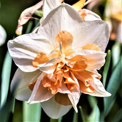 Replete Daffodil Narcissus Bulbs Blooms Species Growing Bonsai Roots Rhizomes Corms Tubers Potted Planting Reblooming Fragrant Garden Flower Seeds Plant