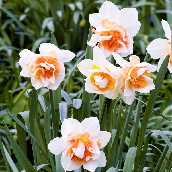 Replete Daffodil Narcissus Bulbs Blooms Species Growing Bonsai Roots Rhizomes Corms Tubers Potted Planting Reblooming Fragrant Garden Flower Seeds Plant