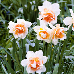Replete Daffodil Narcissus Bulbs Blooms Species Growing Bonsai Roots Rhizomes Corms Tubers Potted Planting Reblooming Fragrant Garden Flower Seeds Plant
