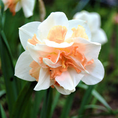 Replete Daffodil Narcissus Bulbs Blooms Species Growing Bonsai Roots Rhizomes Corms Tubers Potted Planting Reblooming Fragrant Garden Flower Seeds Plant