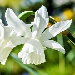 Narcissus Thalia Daffodil Bulbs Blooms Species Growing Bonsai Roots Rhizomes Corms Tubers Potted Planting Reblooming Fragrant Garden Flower Seeds Plant