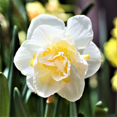 Moon and Stars Blend - Tulip Bulbs & Daffodil Blend Blooms Species Growing Bonsai Roots Rhizomes Corms Tubers Potted Planting Reblooming Fragrant Garden Flower Seeds Plant - Seedsplant