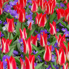 Stars & Stripes Blend - Anemone & Tulip Bulbs Blooms Species Growing Bonsai Roots Rhizomes Corms Tubers Potted Planting Reblooming Fragrant Garden Flower Seeds Plant