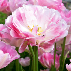 Tulip Bulbs Mountain Mist Collection Blooms Species Growing Bonsai Roots Rhizomes Corms Tubers Potted Planting Reblooming Fragrant Garden Flower Seeds Plant