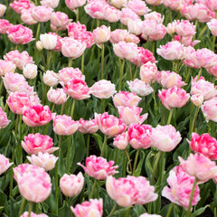 Tulip Bulbs  Angelique Blooms Species Growing Bonsai Roots Rhizomes Corms Tubers Potted Planting Reblooming Fragrant Garden Flower Seeds Plant