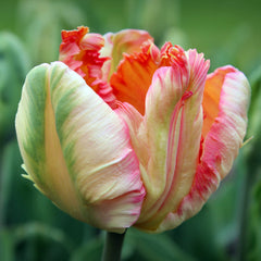 Tulip Bulbs Apricot Parrot Blooms Species Growing Bonsai Roots Rhizomes Corms Tubers Potted Planting Reblooming Fragrant Garden Flower Seeds Plant - Seedsplant