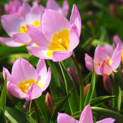 Tulip Bulbs Bakeri Lilac Wonder Blooms Species Growing Bonsai Roots Rhizomes Corms Tubers Potted Planting Reblooming Fragrant Garden Flower Seeds Plant