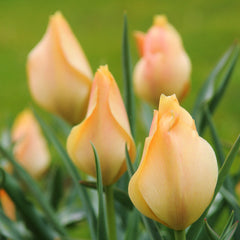 Tulip Bulbs Batalinii Bright Gem Blooms Species Growing Bonsai Roots Rhizomes Corms Tubers Potted Planting Reblooming Fragrant Garden Flower Seeds Plant