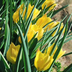 Tulip Bulbs Batalinii Bright Gem Blooms Species Growing Bonsai Roots Rhizomes Corms Tubers Potted Planting Reblooming Fragrant Garden Flower Seeds Plant