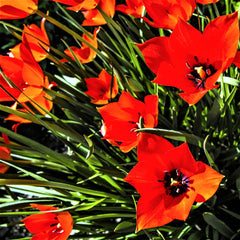 Tulip Bulbs Jewel Box Collection  Blooms Species Growing Bonsai Roots Rhizomes Corms Tubers Potted Planting Reblooming Fragrant Garden Flower Seeds Plant