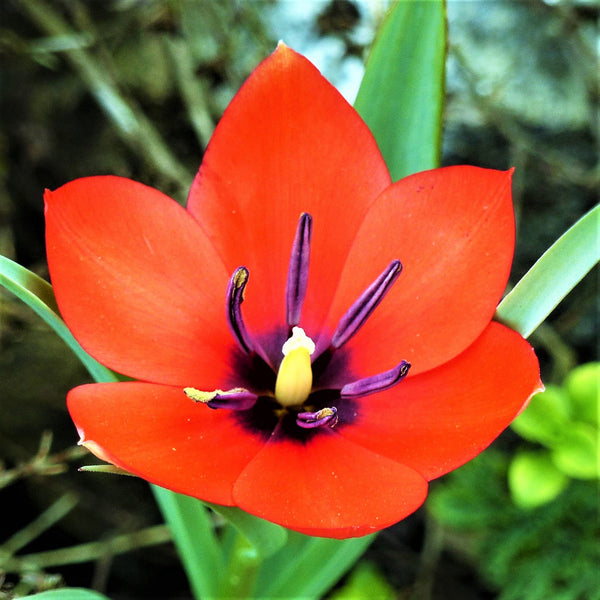 Tulip Bulbs Batalinii Red Gem  Blooms Species Growing Bonsai Roots Rhizomes Corms Tubers Potted Planting Reblooming Fragrant Garden Flower Seeds Plant