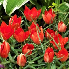 Tulip Bulbs Jewel Box Collection  Blooms Species Growing Bonsai Roots Rhizomes Corms Tubers Potted Planting Reblooming Fragrant Garden Flower Seeds Plant