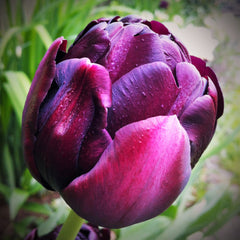 Tulip Bulbs Black Hero Blooms Species Growing Bonsai Roots Rhizomes Corms Tubers Potted Planting Reblooming Fragrant Garden Flower Seeds Plant
