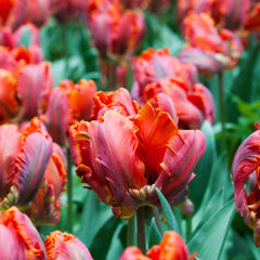 Tulip Bulbs Blumex Blooms Species Growing Bonsai Roots Rhizomes Corms Tubers Potted Planting Reblooming Fragrant Garden Flower Seeds Plant