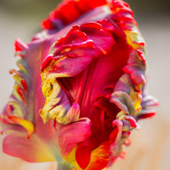 Tulip Bulbs Blumex Blooms Species Growing Bonsai Roots Rhizomes Corms Tubers Potted Planting Reblooming Fragrant Garden Flower Seeds Plant