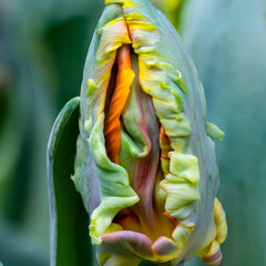 Tulip Bulbs Blumex Blooms Species Growing Bonsai Roots Rhizomes Corms Tubers Potted Planting Reblooming Fragrant Garden Flower Seeds Plant