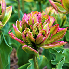Tulip Bulbs Boa Vista Blooms Species Growing Bonsai Roots Rhizomes Corms Tubers Potted Planting Reblooming Fragrant Garden Flower Seeds Plant