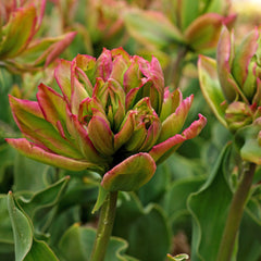 Tulip Bulbs Boa Vista Blooms Species Growing Bonsai Roots Rhizomes Corms Tubers Potted Planting Reblooming Fragrant Garden Flower Seeds Plant