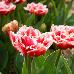 Tulip Bulbs Brest (Fringed) Blooms Species Growing Bonsai Roots Rhizomes Corms Tubers Potted Planting Reblooming Fragrant Garden Flower Seeds Plant
