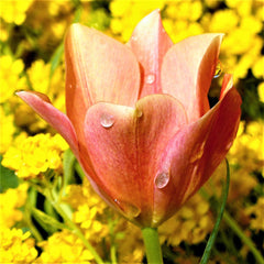 Tulip Bulbs Jewel Box Collection  Blooms Species Growing Bonsai Roots Rhizomes Corms Tubers Potted Planting Reblooming Fragrant Garden Flower Seeds Plant