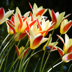 Tulip Bulbs Clusiana Cynthia Blooms Species Growing Bonsai Roots Rhizomes Corms Tubers Potted Planting Reblooming Fragrant Garden Flower Seeds Plant