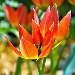 Tulip  Bulbs Little Princess Blooms Species Growing Bonsai Roots Rhizomes Corms Tubers Potted Planting Reblooming Fragrant Garden Flower Seeds Plant