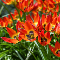 Tulip Bulbs Winsome Wildings Mix Blooms Species Growing Bonsai Roots Rhizomes Corms Tubers Potted Planting Reblooming Fragrant Garden Flower Seeds Plant