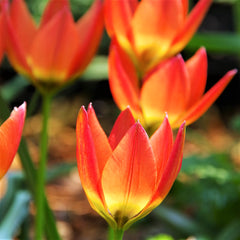 Tulip  Bulbs Little Princess Blooms Species Growing Bonsai Roots Rhizomes Corms Tubers Potted Planting Reblooming Fragrant Garden Flower Seeds Plant