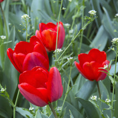 Tulip Bulbs Couleur Cardinal Blooms Species Growing Bonsai Roots Rhizomes Corms Tubers Potted Planting Reblooming Fragrant Garden Flower Seeds Plant