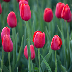 Tulip Bulbs Couleur Cardinal Blooms Species Growing Bonsai Roots Rhizomes Corms Tubers Potted Planting Reblooming Fragrant Garden Flower Seeds Plant