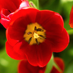 Tulip Bulbs Couleur Cardinal Blooms Species Growing Bonsai Roots Rhizomes Corms Tubers Potted Planting Reblooming Fragrant Garden Flower Seeds Plant