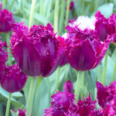 Tulip Bulbs Curly Sue (Fringed) Blooms Species Growing Bonsai Roots Rhizomes Corms Tubers Potted Planting Reblooming Fragrant Garden Flower Seeds Plant