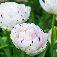 Tulip Bulbs Danceline Blooms Species Growing Bonsai Roots Rhizomes Corms Tubers Potted Planting Reblooming Fragrant Garden Flower Seeds Plant