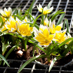 Tulip Bulbs Dasystemon Tarda Blooms Species Growing Bonsai Roots Rhizomes Corms Tubers Potted Planting Reblooming Fragrant Garden Flower Seeds Plant - Seedsplant